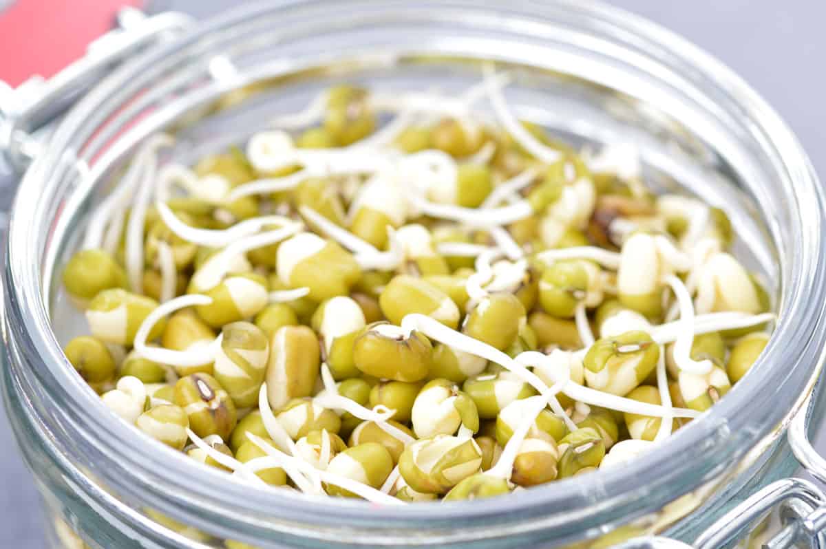 close up of a jar full of sprouted mung beans.