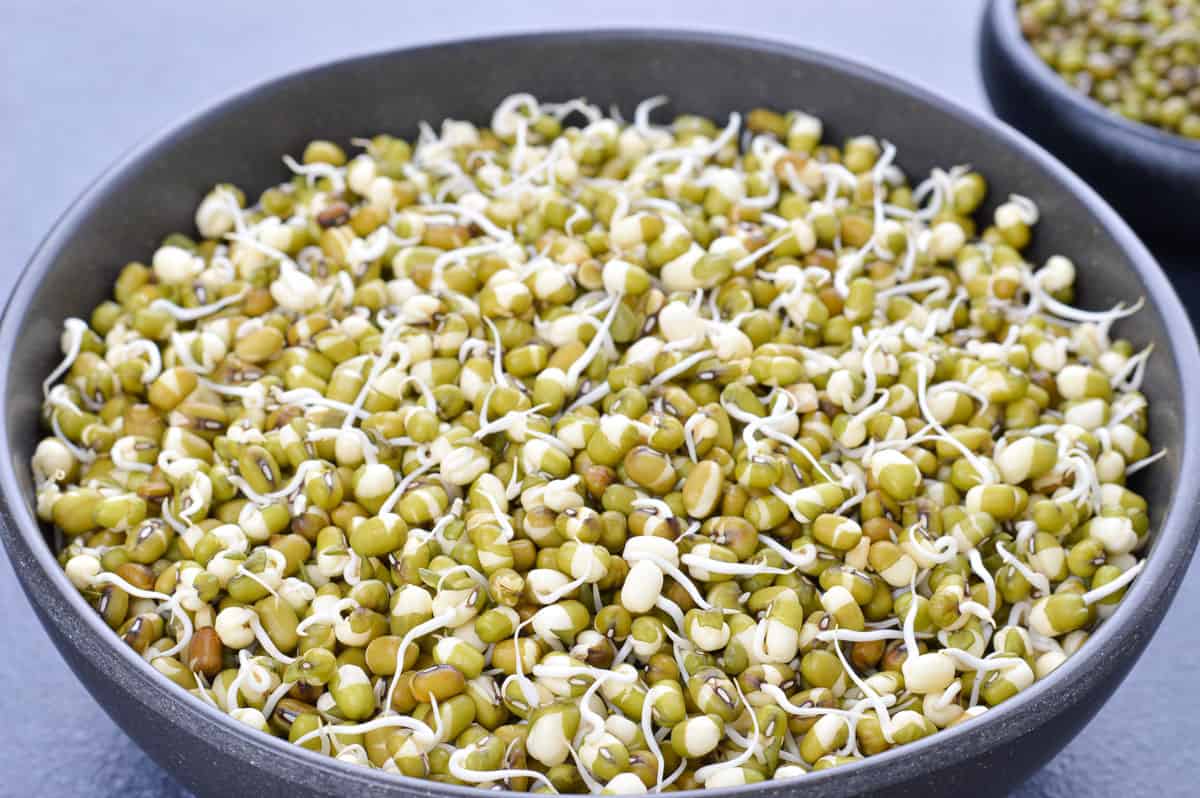 close up of a bowl full of sprouted moong beans.