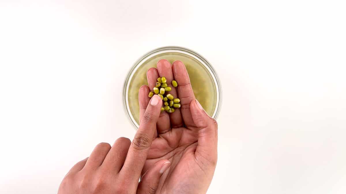 showing a few soaked mung beans with their outer shells cracked open.